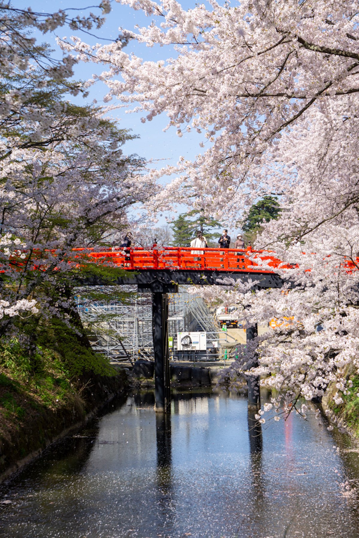 弘前公園 下乗橋と桜