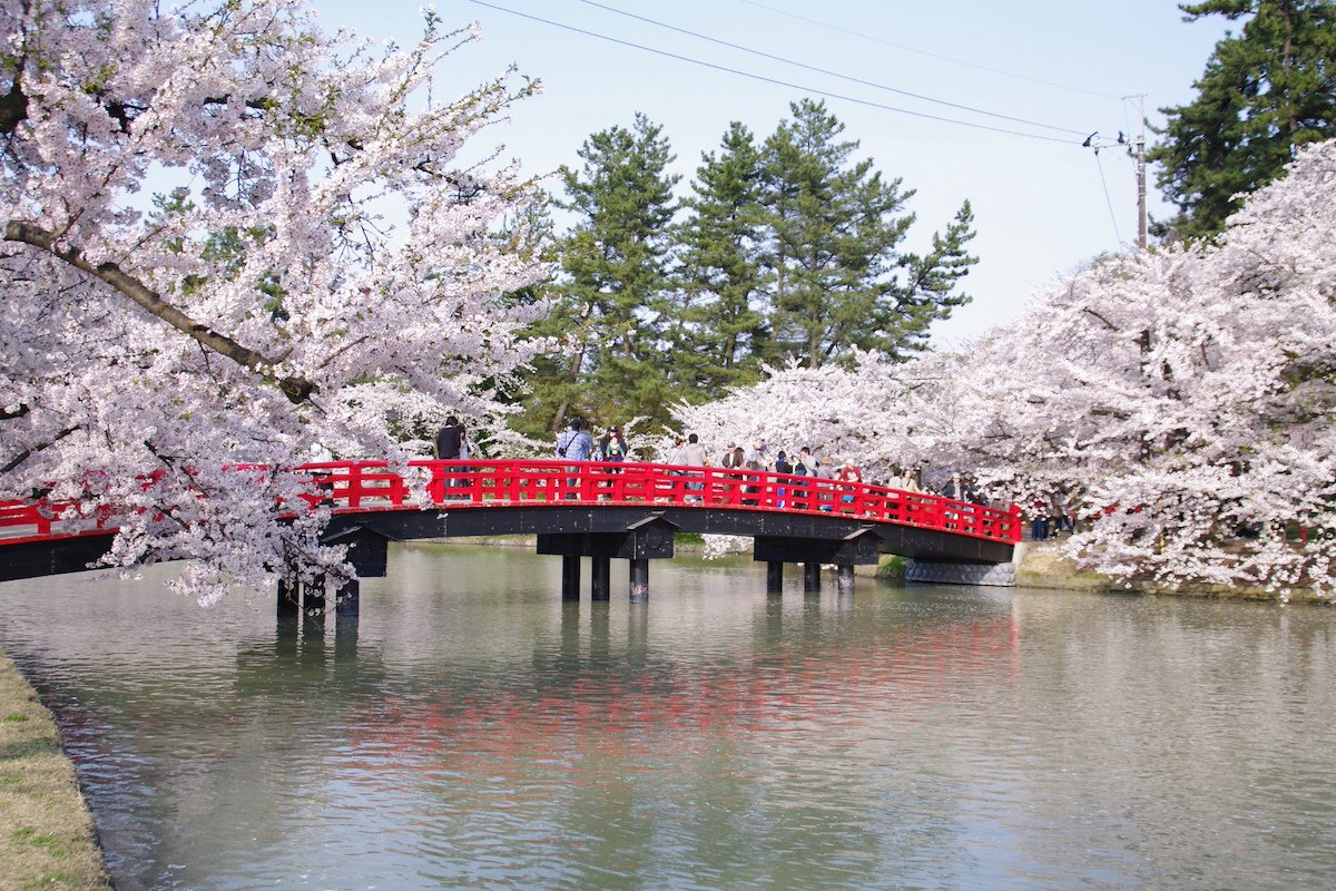 弘前公園 春陽橋と西濠の桜